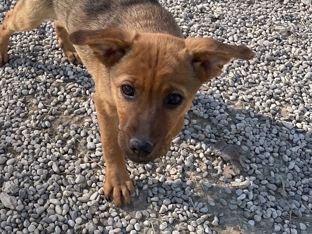 Adotta un cane, femmina, 3 mesi, Treviso