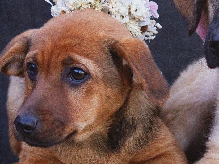 Adotta un cane, taglia media, femmina, Treviso