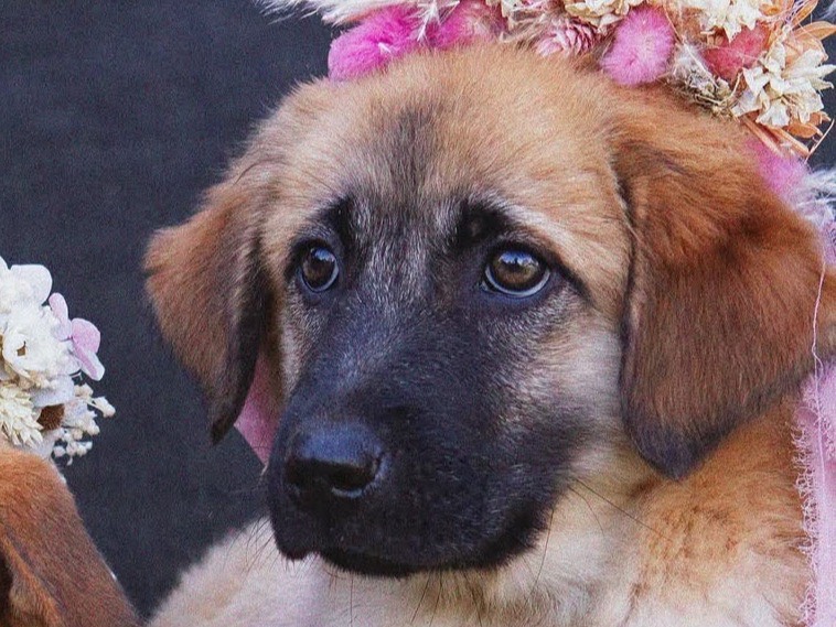 Adozione cane, femmina, Razza sconosciuta Razza sconosciuta, 3 mesi, taglia media, Treviso