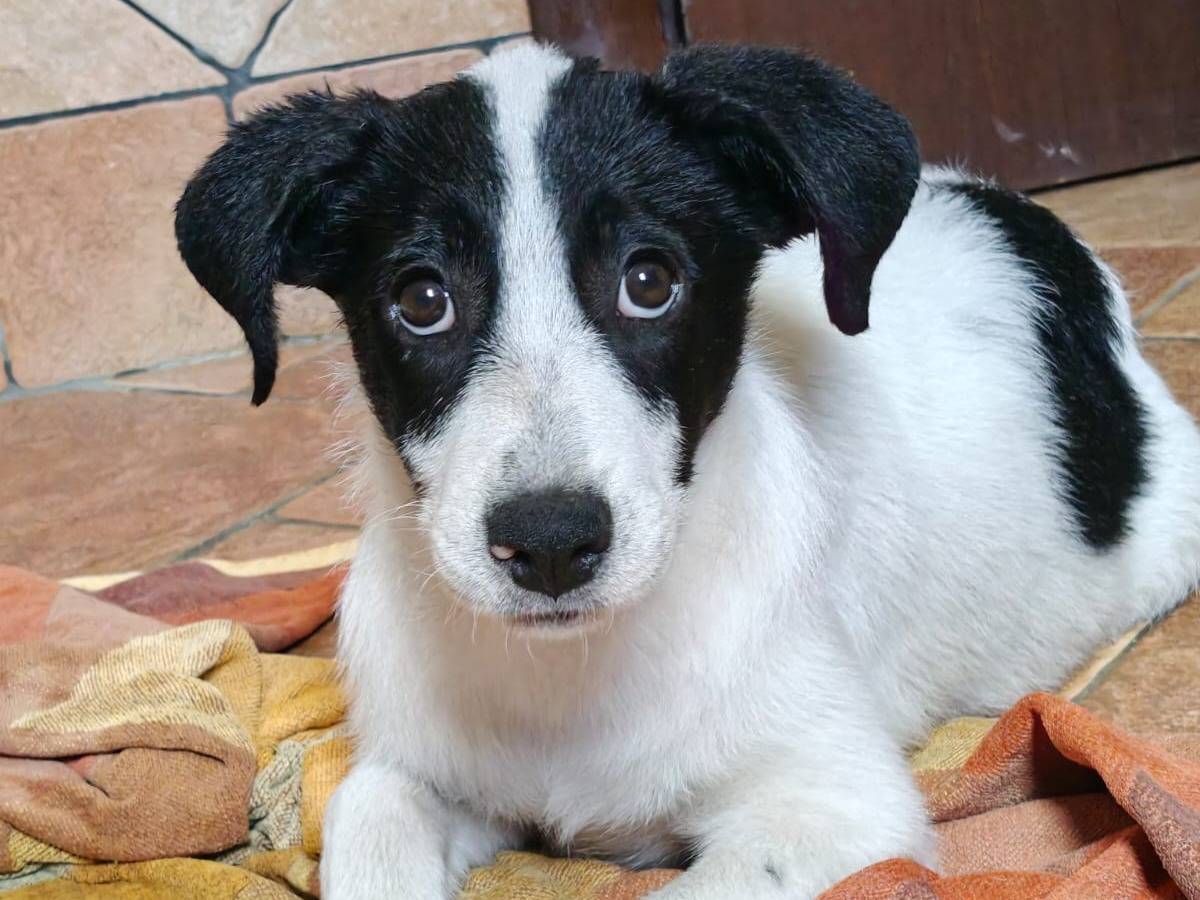 Adozione cane, femmina, Razza sconosciuta Razza sconosciuta, 3 mesi, taglia media, Milano