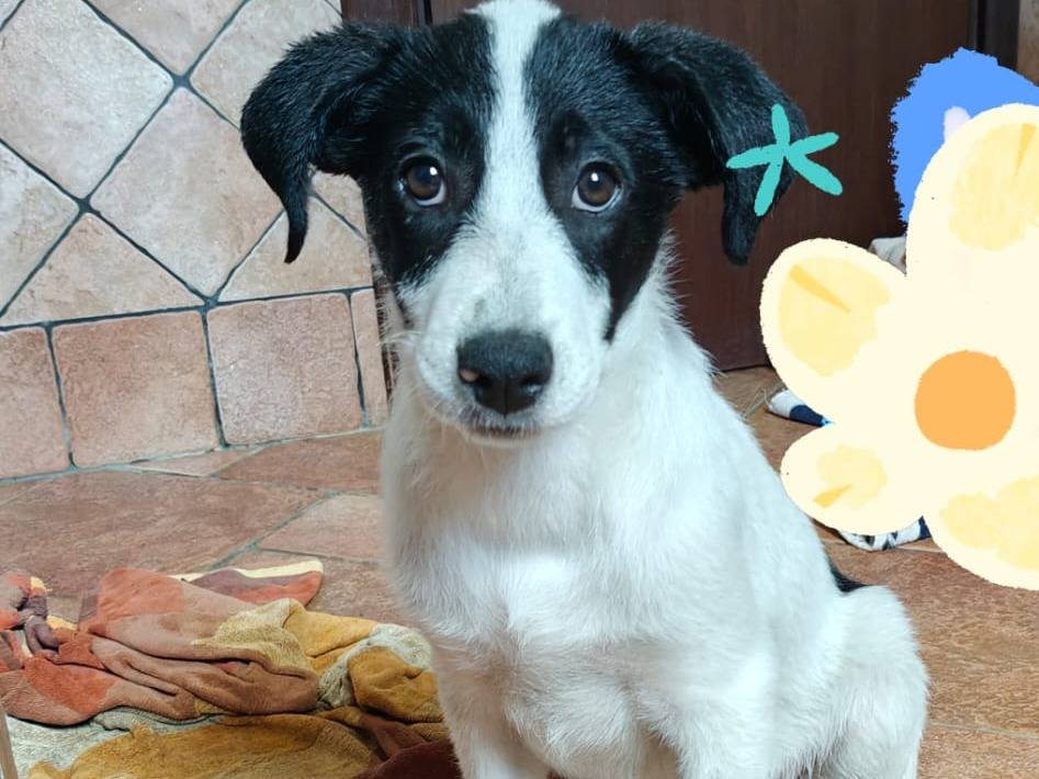 Adotta un cane, femmina, 3 mesi, Milano