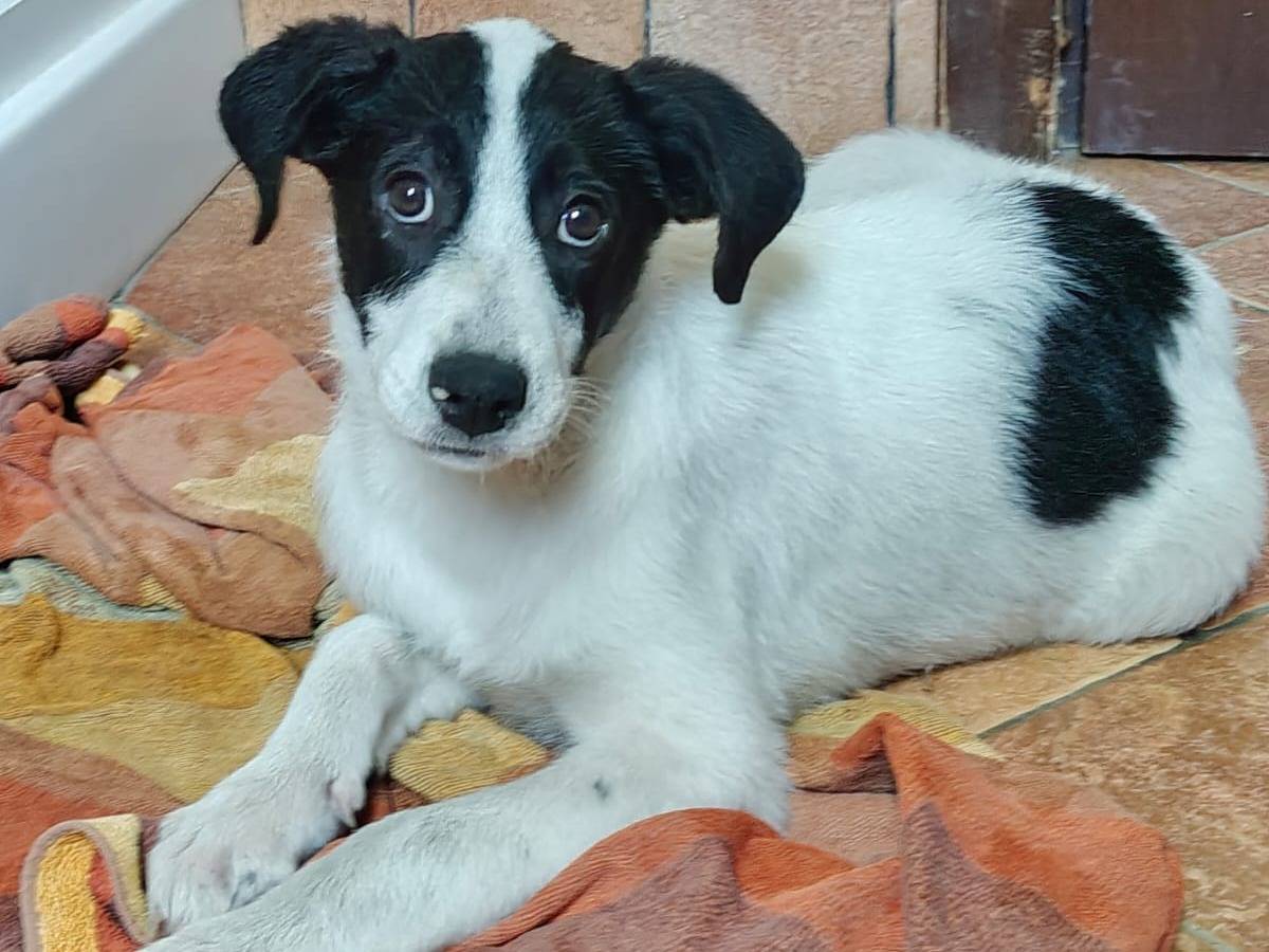 Adotta un cane, taglia media, femmina, Milano
