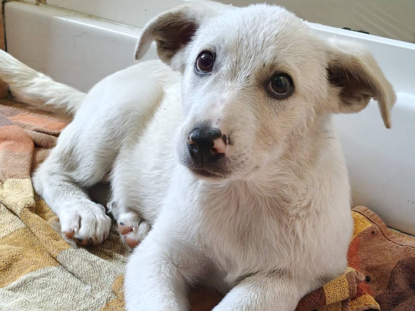 Adozione cane, maschio, Razza sconosciuta Razza sconosciuta, 3 mesi, taglia media, Milano