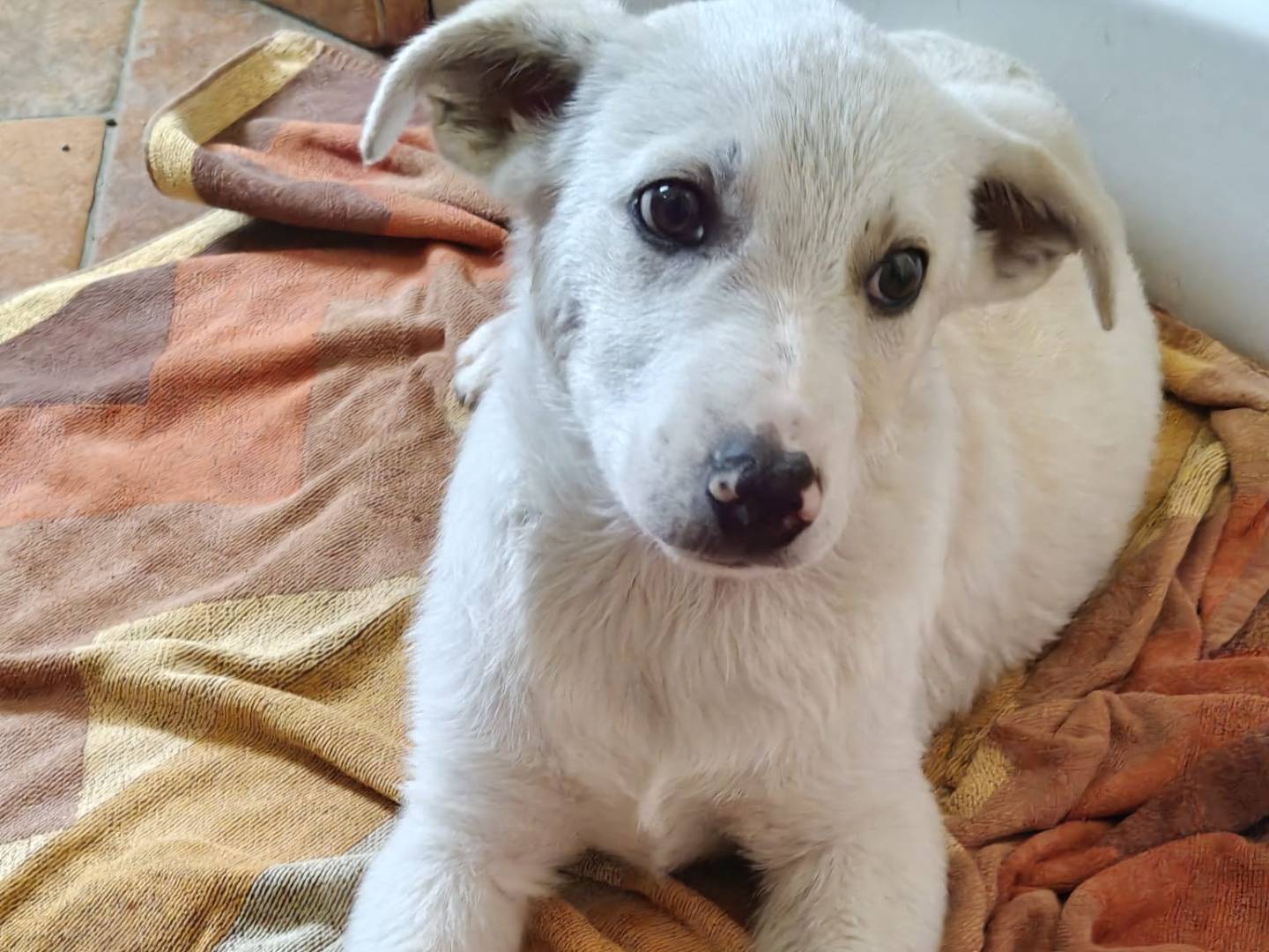 Adotta un cane, maschio, 3 mesi, Milano