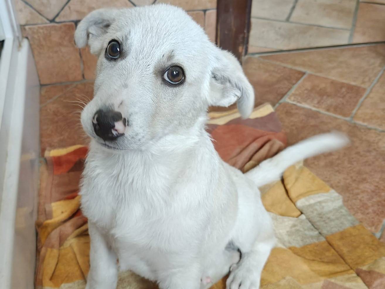 Adotta un cane, taglia media, maschio, Milano