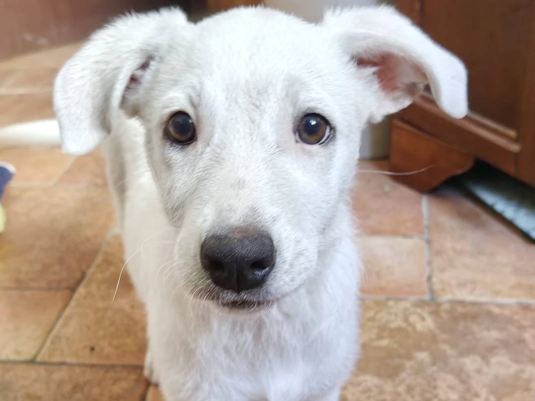 Adozione cane, femmina, Razza sconosciuta Razza sconosciuta, 3 mesi, taglia media, Milano