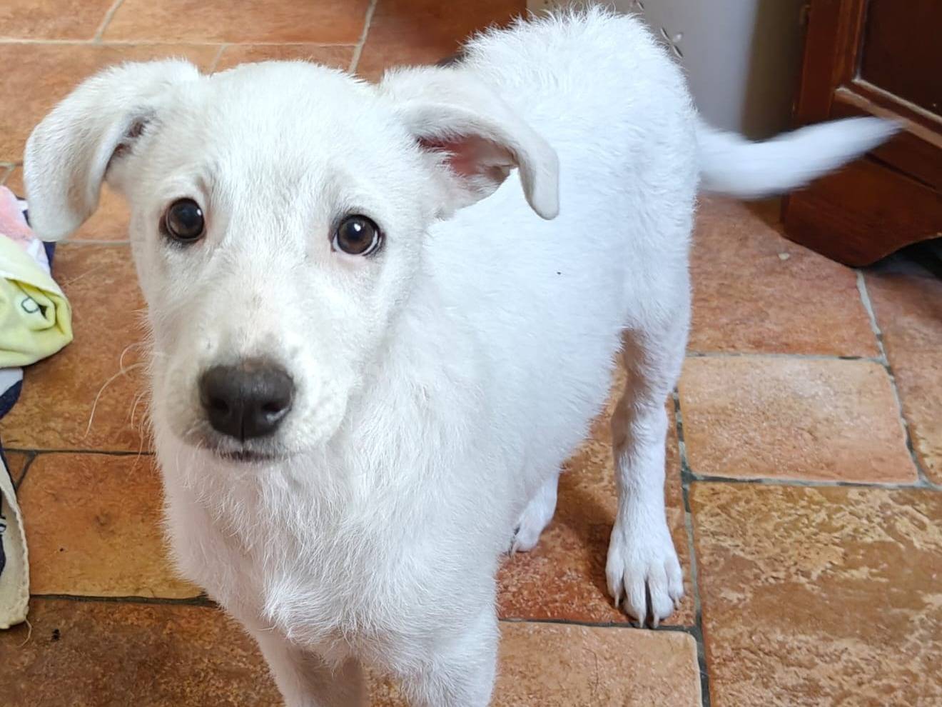 Adotta un cane, femmina, 3 mesi, Milano