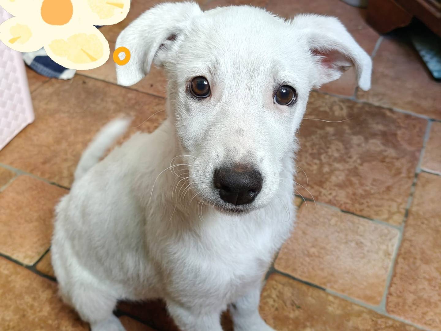 Adotta un cane, taglia media, femmina, Milano