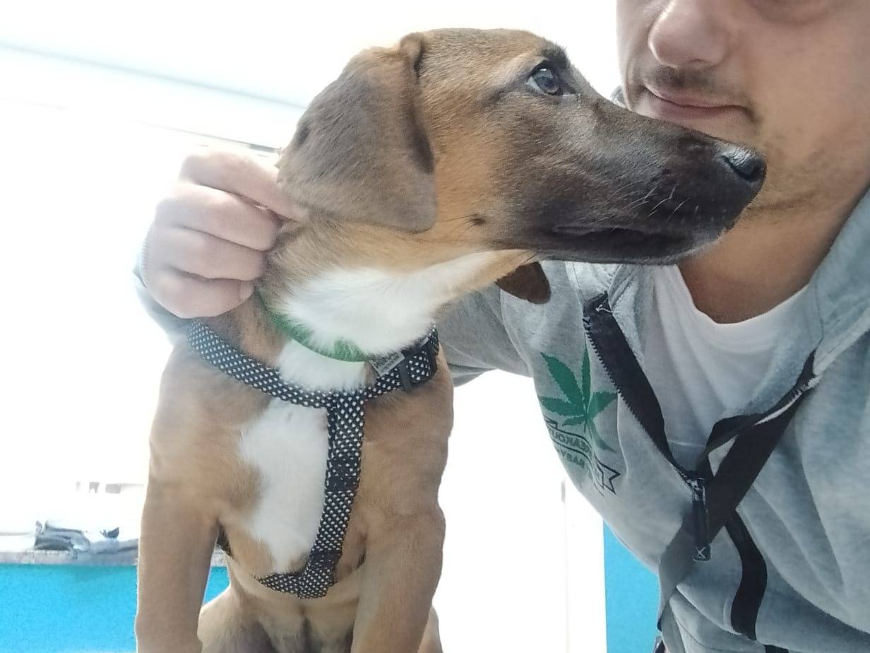 Vuoi adottare un cane a Salerno?