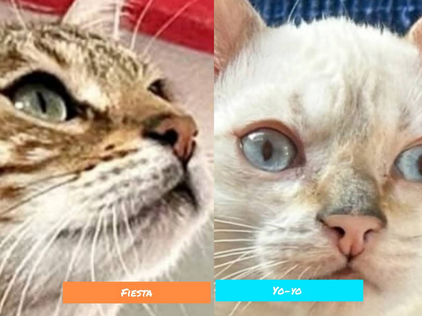 Adozione gatto, femmina, Razza sconosciuta Razza sconosciuta, 1 anno e 3 mesi, taglia non valida, Torino