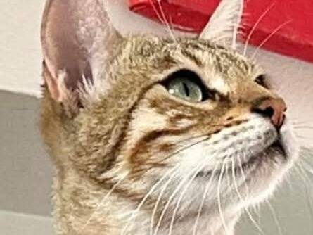 Adotta un gatto, femmina, 1 anno e 3 mesi, Torino