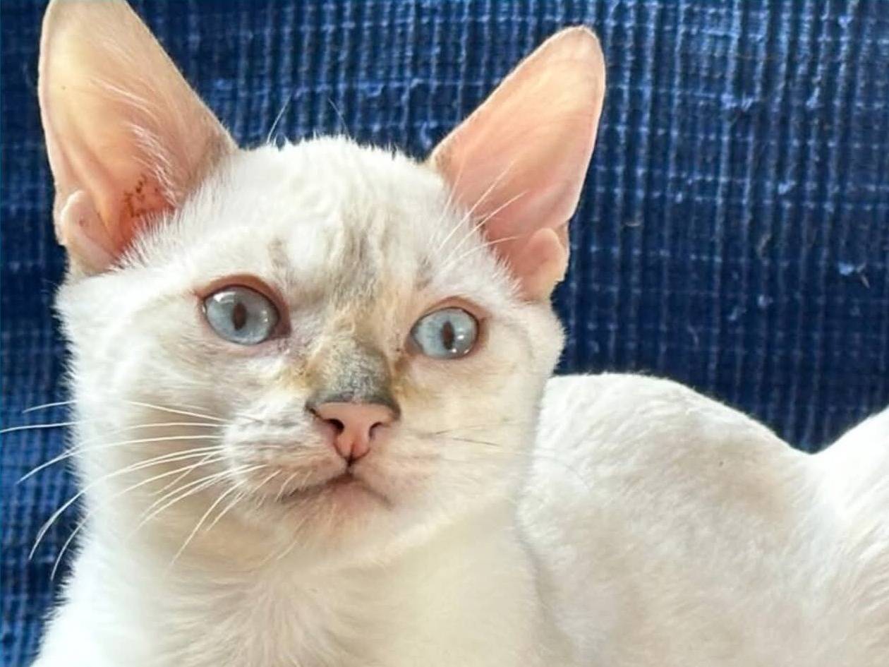Adotta un gatto, taglia non valida, femmina, Torino