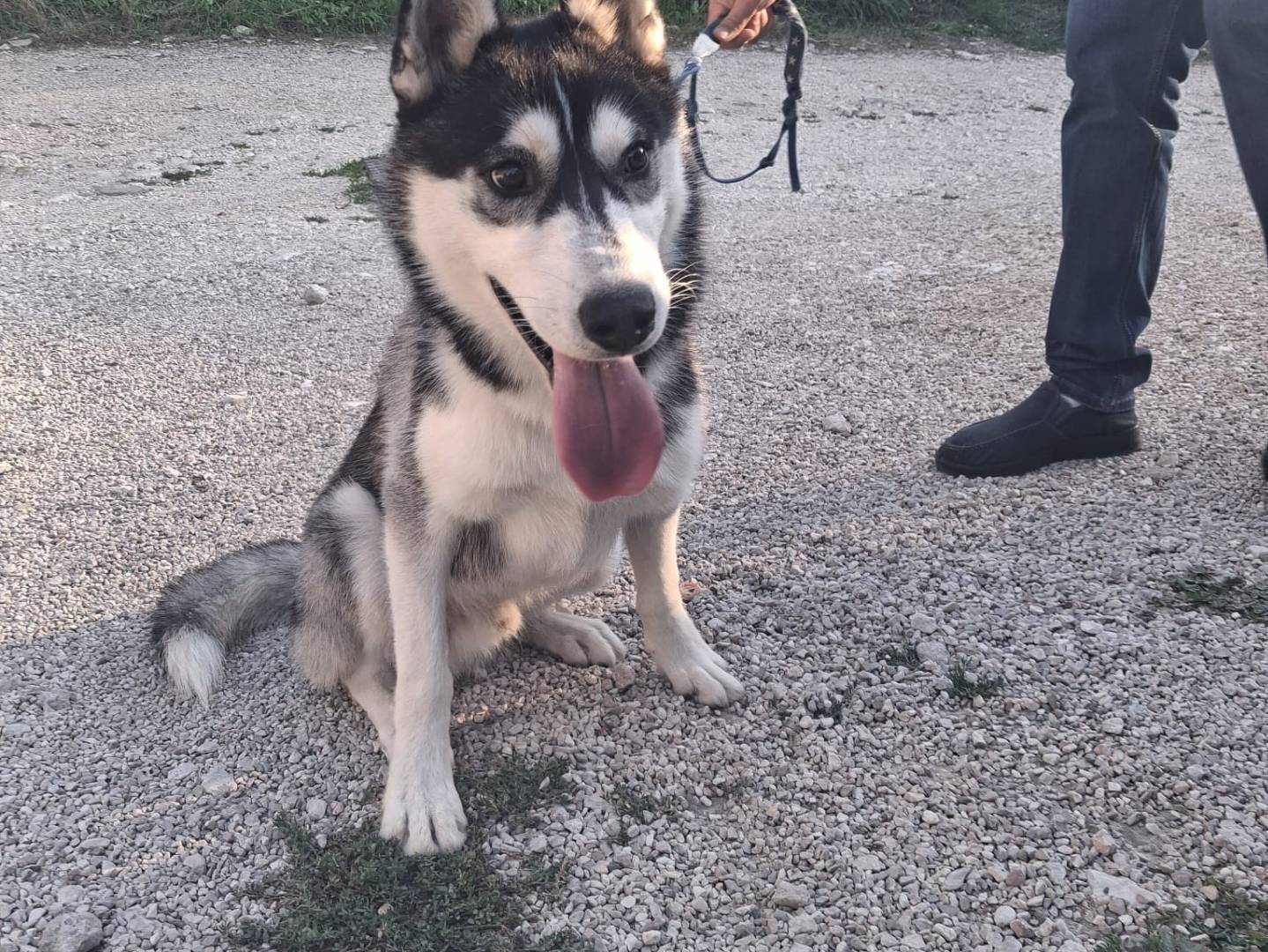 Adozione cane, maschio, Siberian Husky Razza sconosciuta, 8 mesi, taglia media, Terni