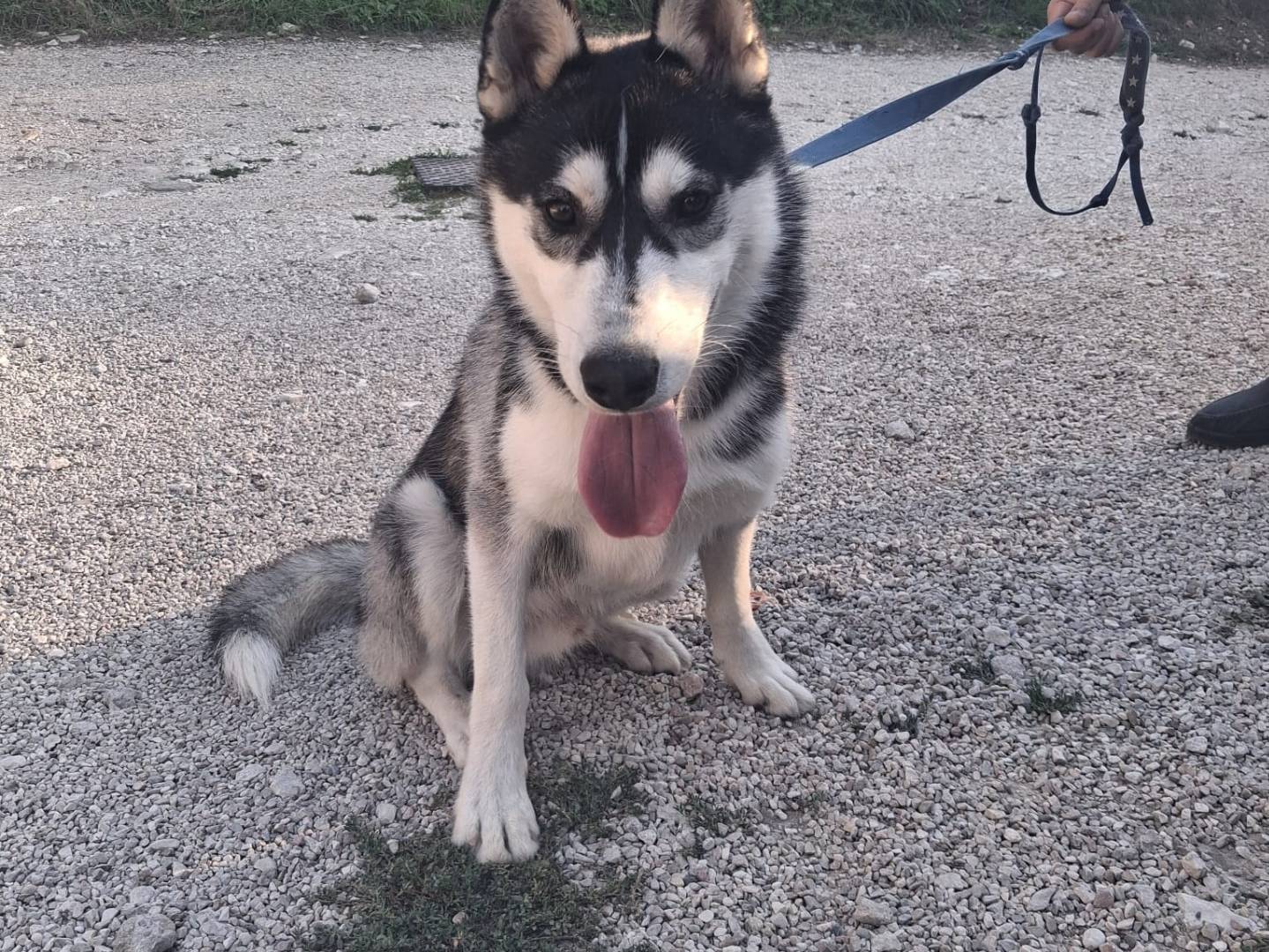 Adotta un cane, maschio, 8 mesi, Terni
