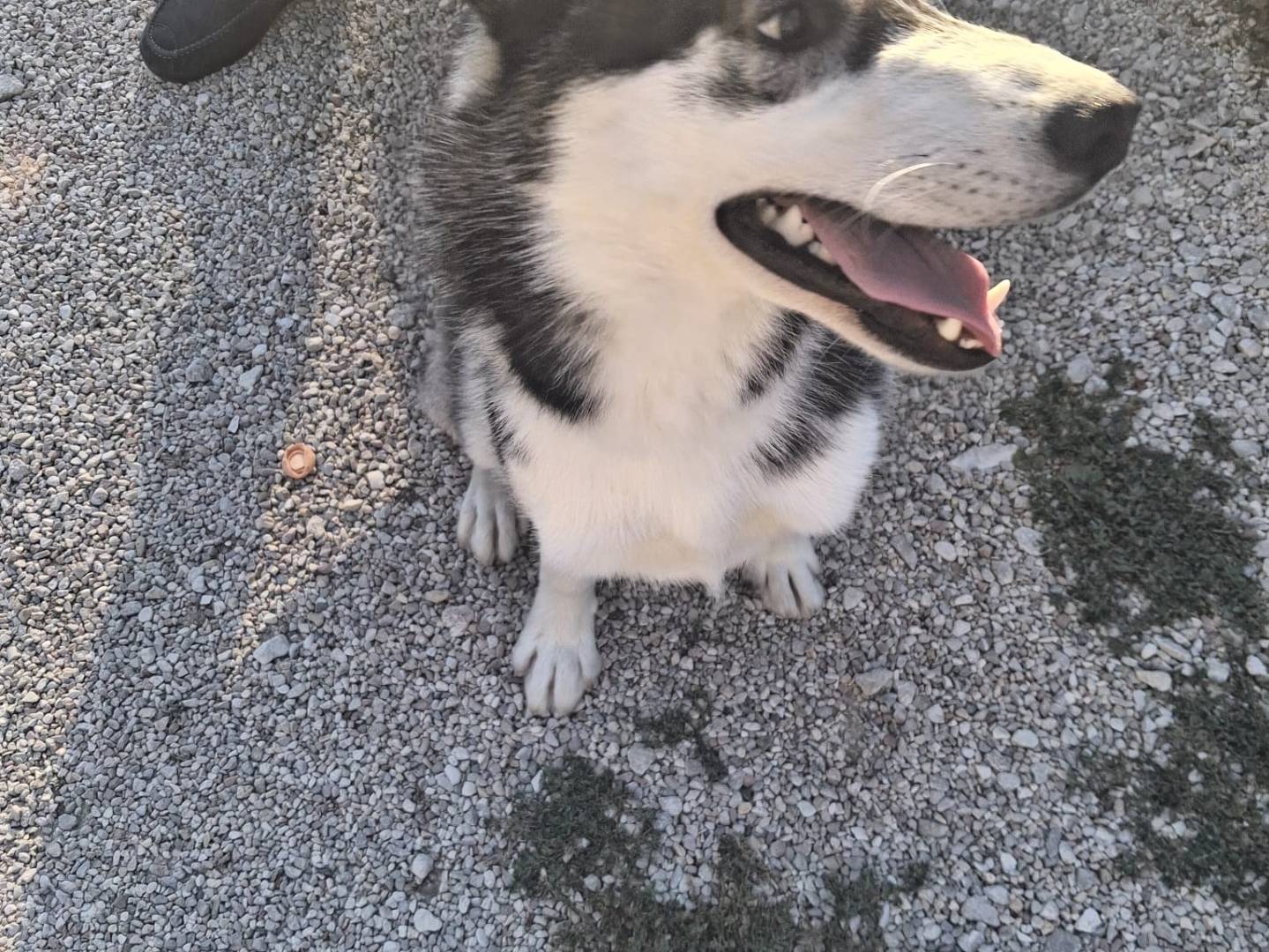 Adotta un cane, taglia media, maschio, Terni