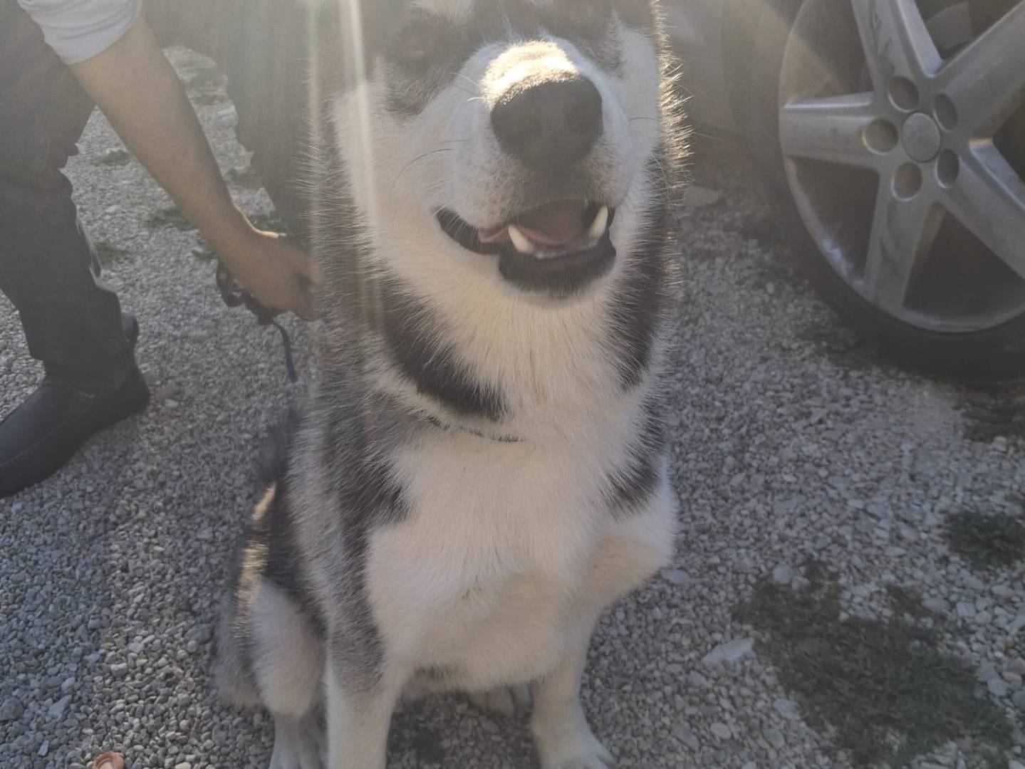 Adotta il cane Ice a Terni