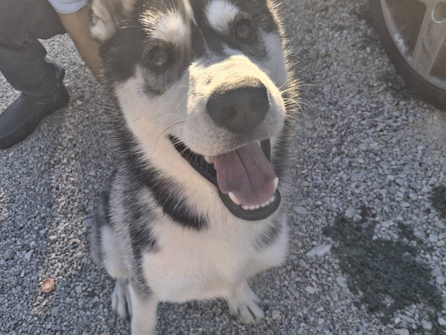 Vuoi adottare un cane a Terni?