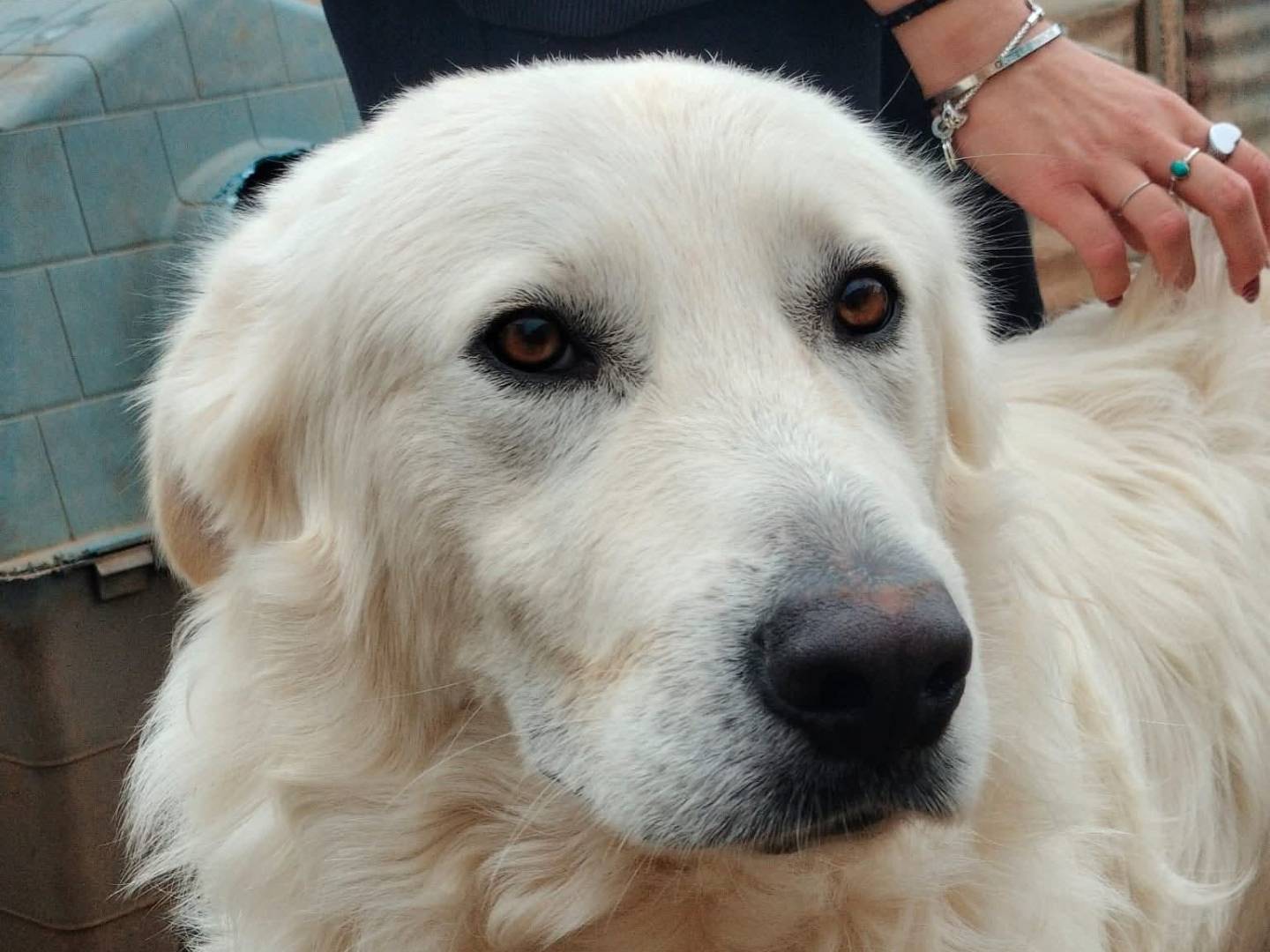 Adozione cane, maschio, Pastore maremmano Labrador Retriever, 10 mesi, taglia grande, Aosta
