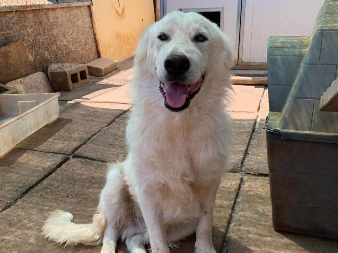 Adotta un cane, maschio, 10 mesi, Aosta