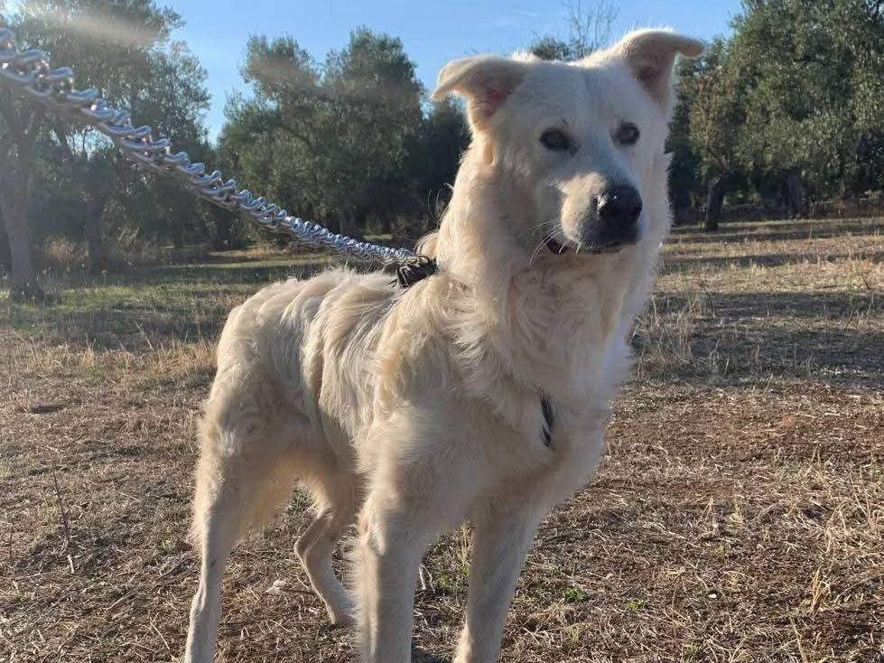 Adotta un cane, taglia grande, maschio, Aosta