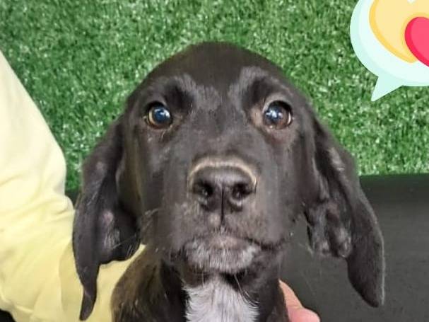 Adozione cane, maschio, Razza sconosciuta Razza sconosciuta, 4 mesi, taglia media, Belluno
