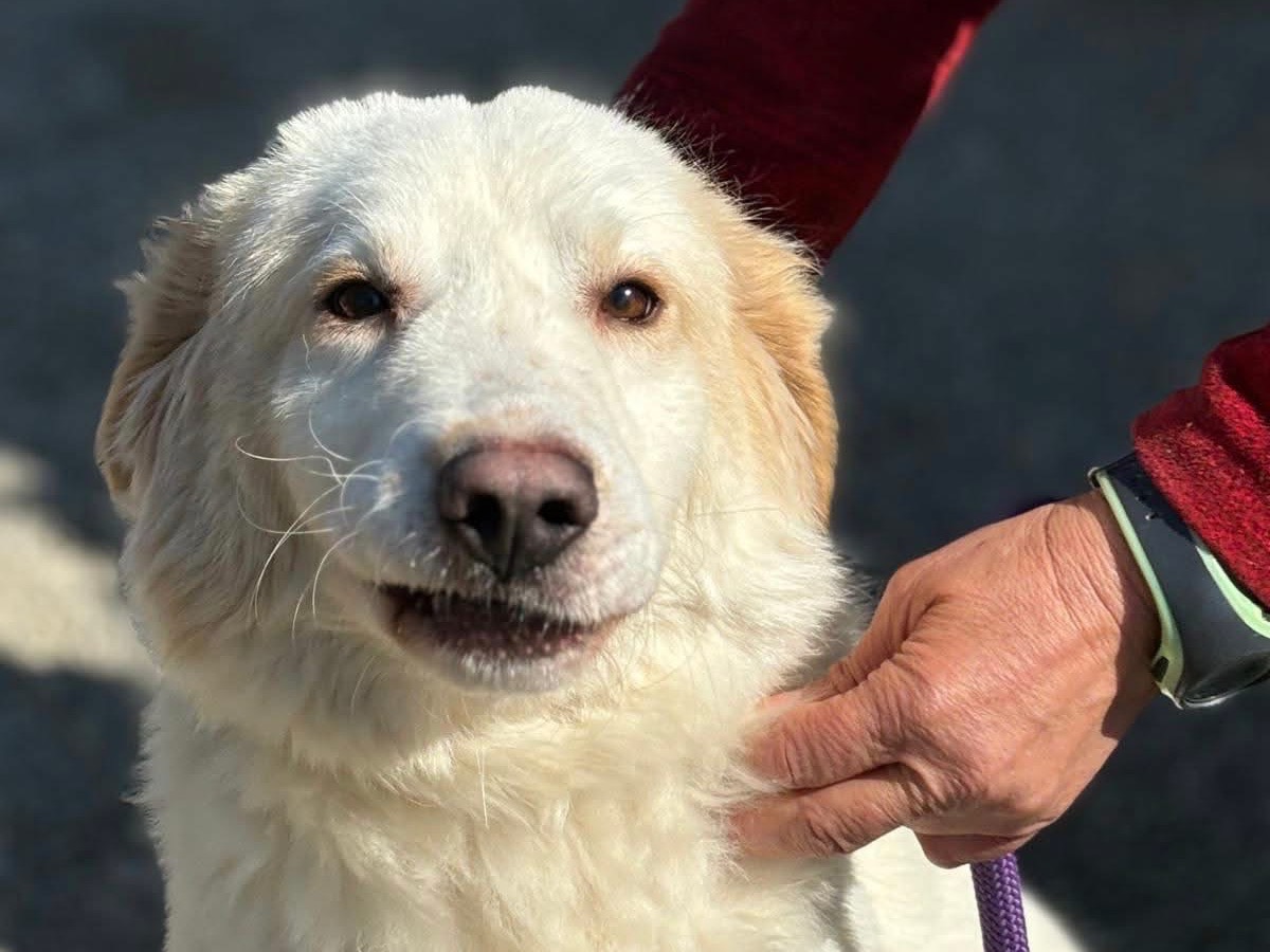 Adozione cane, maschio, Pastore maremmano Razza sconosciuta, 2 anni e 1 mese, taglia media, Cosenza