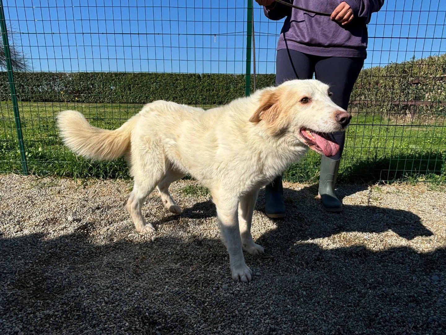 Adotta un cane, maschio, 2 anni e 1 mese, Cosenza