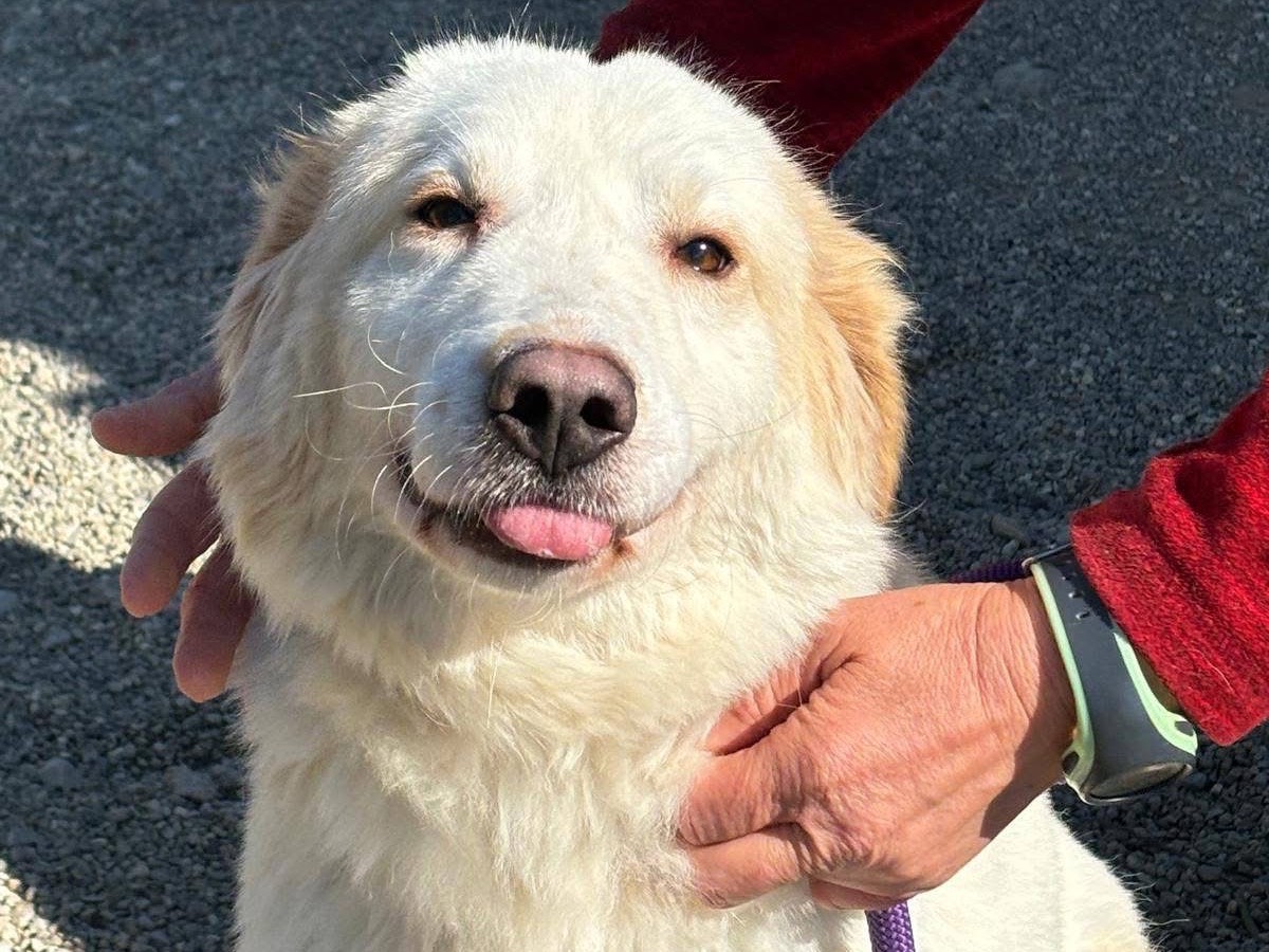 Adotta un cane, taglia media, maschio, Cosenza