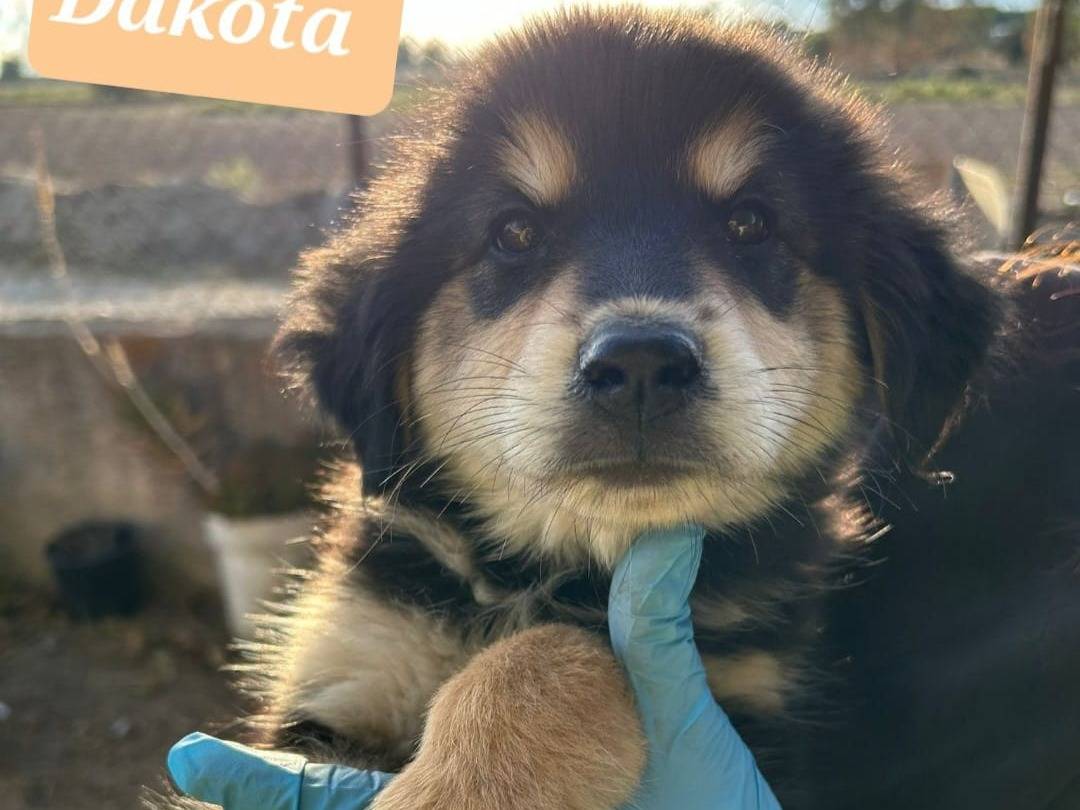 Adozione cane, femmina, Pastore maremmano Razza sconosciuta, 2 mesi, taglia grande, Crotone