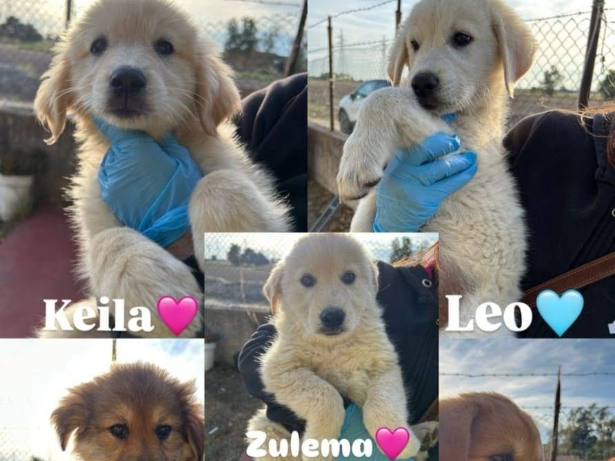 Vuoi adottare un cane a Crotone?