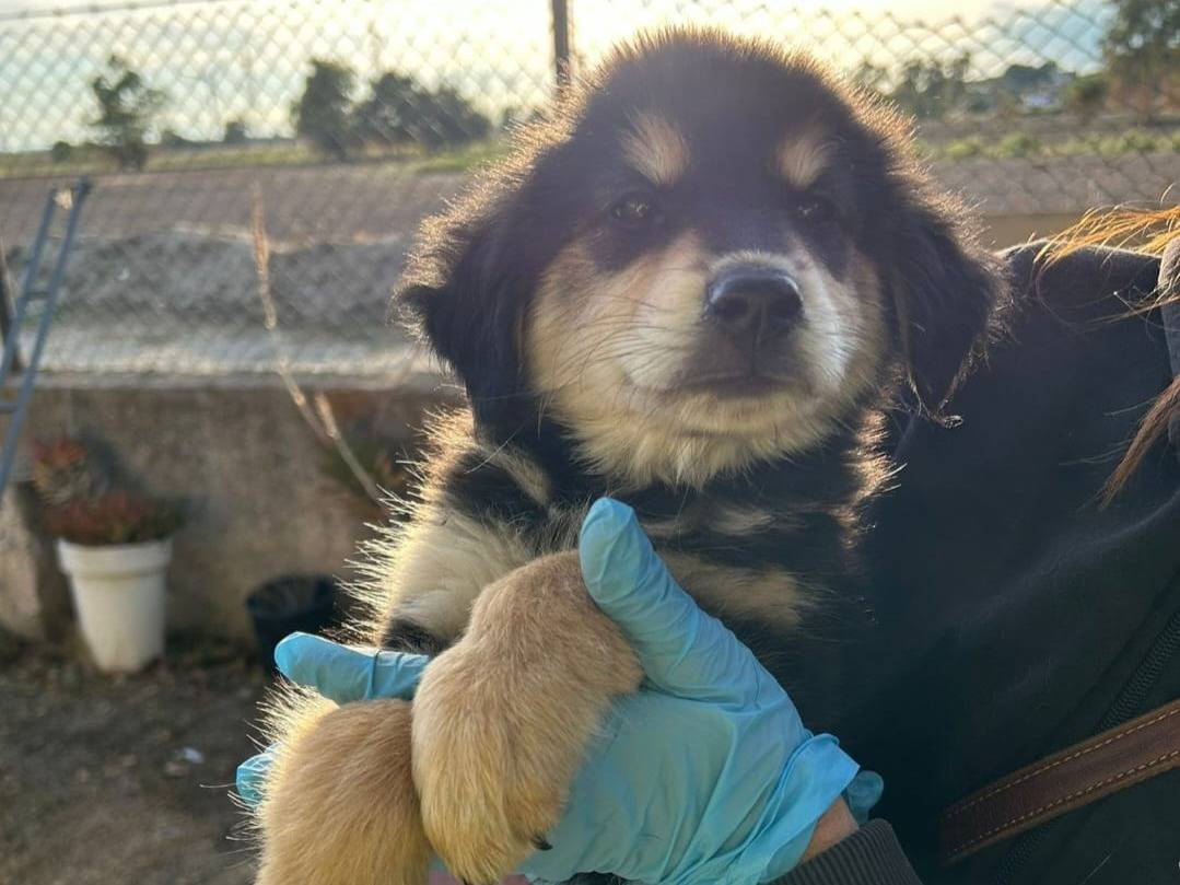 Adotta un cane, femmina, 2 mesi, Crotone