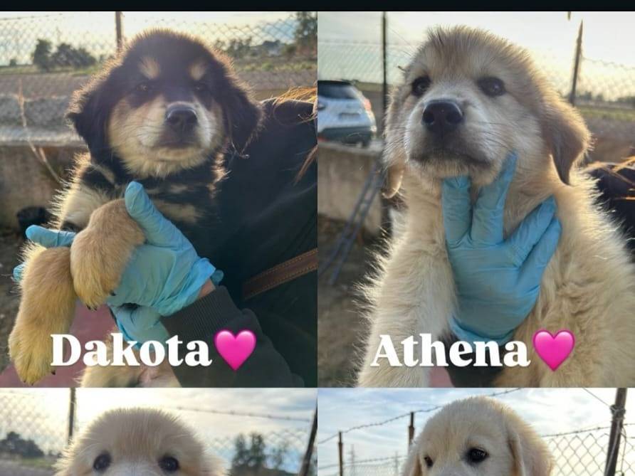 Adotta un cane, taglia grande, femmina, Crotone