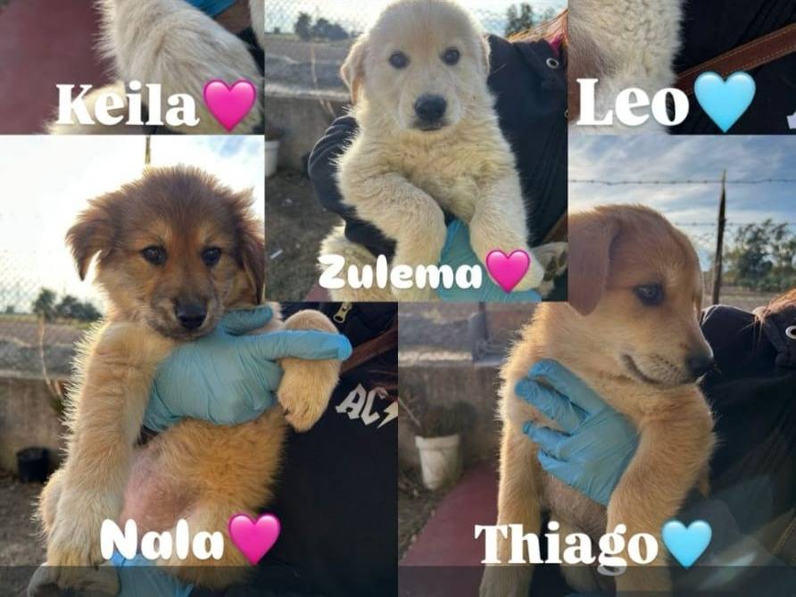 Foto 3 dell'animale