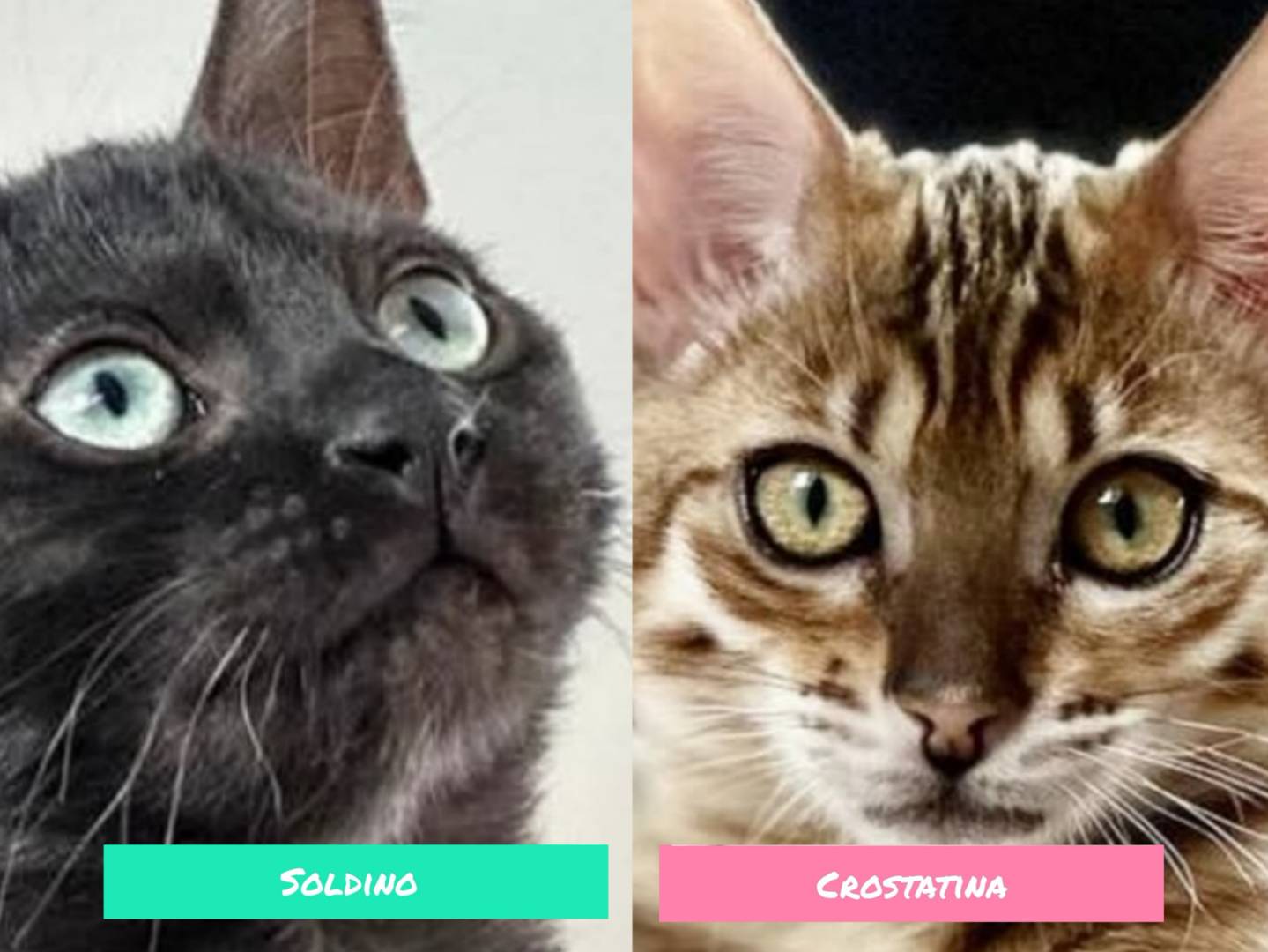 Adozione gatto, maschio, Razza sconosciuta Razza sconosciuta, 3 mesi, taglia non valida, Torino