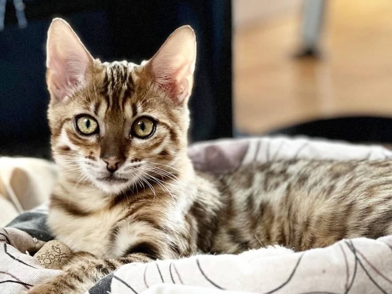 Adotta un gatto, taglia non valida, maschio, Torino
