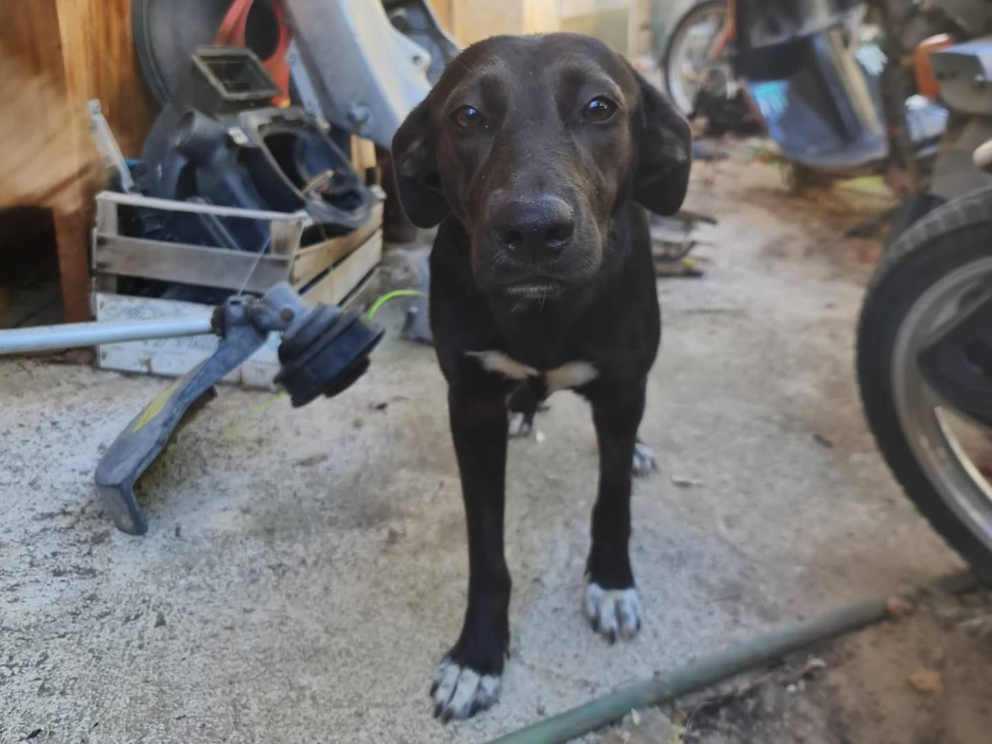 Adozione cane, femmina, Razza sconosciuta Razza sconosciuta, 2 anni e 9 mesi, taglia media contenuta, Salerno
