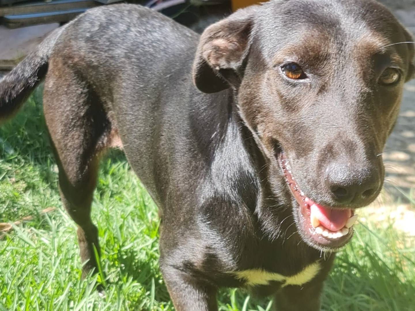 Adotta un cane, taglia media contenuta, femmina, Salerno