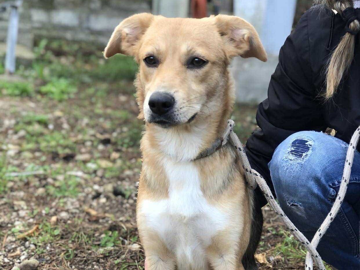 Adozione cane, femmina, Razza sconosciuta Razza sconosciuta, 2 anni e 3 mesi, taglia media, Latina