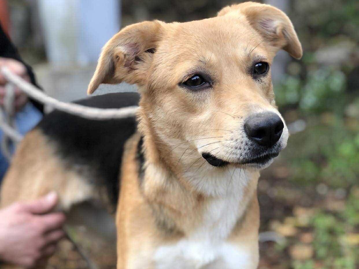 Adotta un cane, femmina, 2 anni e 3 mesi, Latina