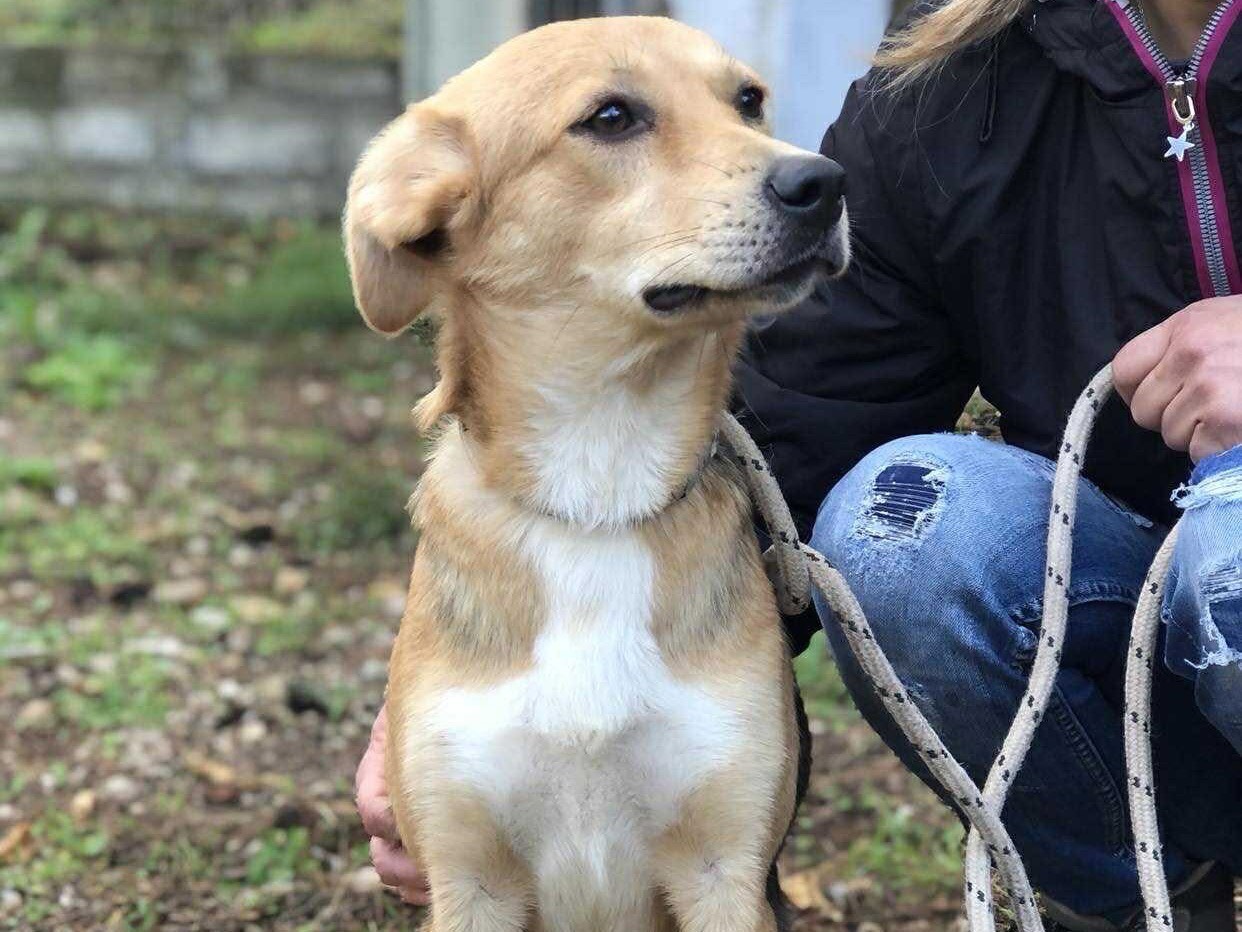 Adotta un cane, taglia media, femmina, Latina