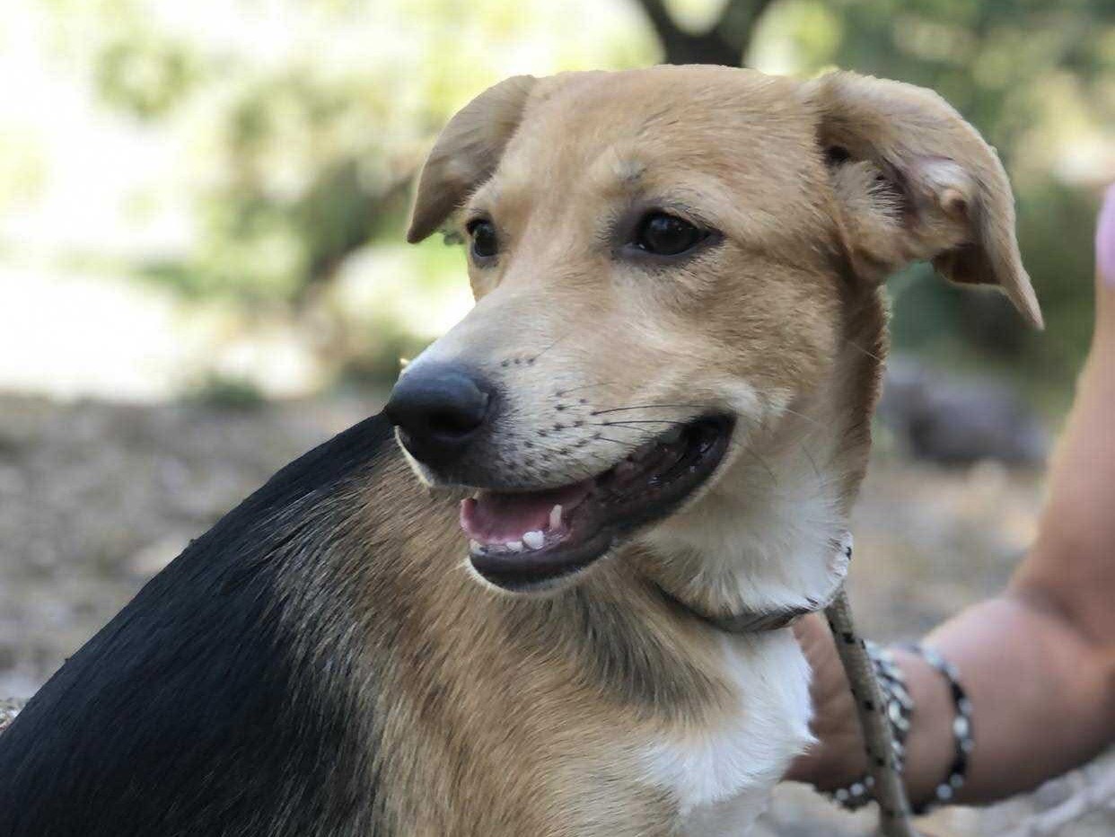 Vuoi adottare un cane a Latina?