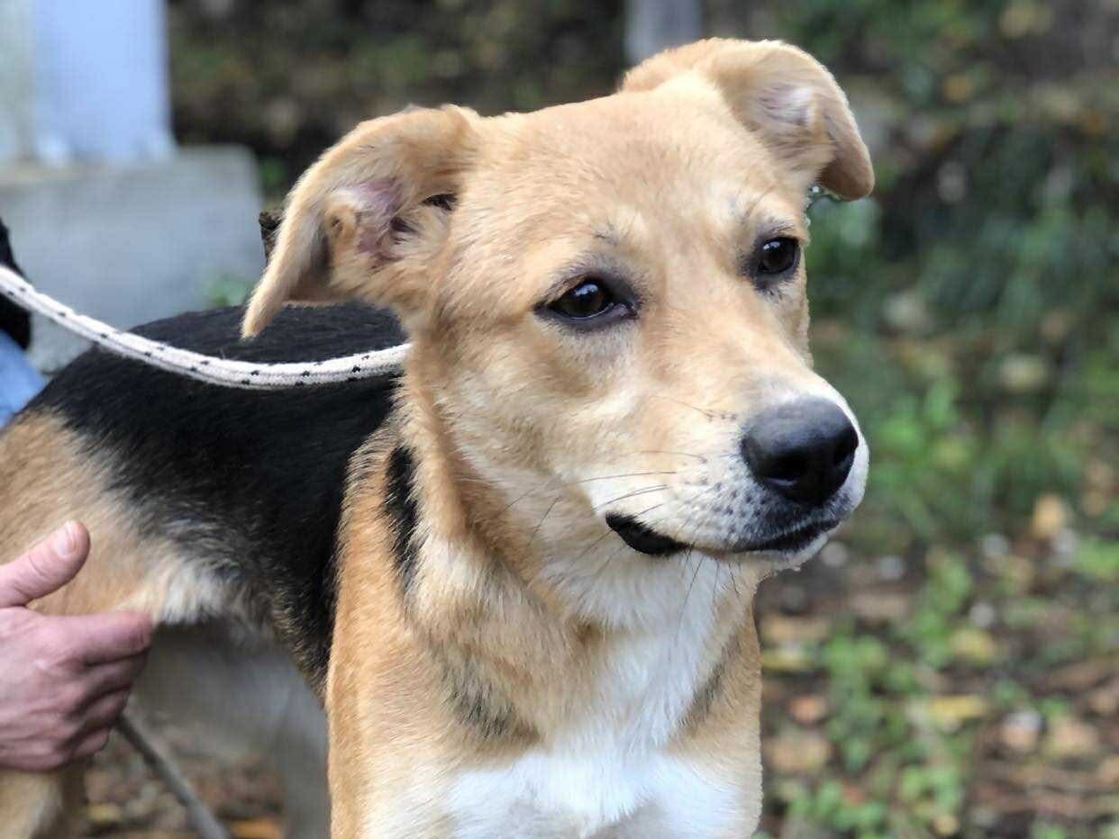 Adotta il cane Betty a Latina