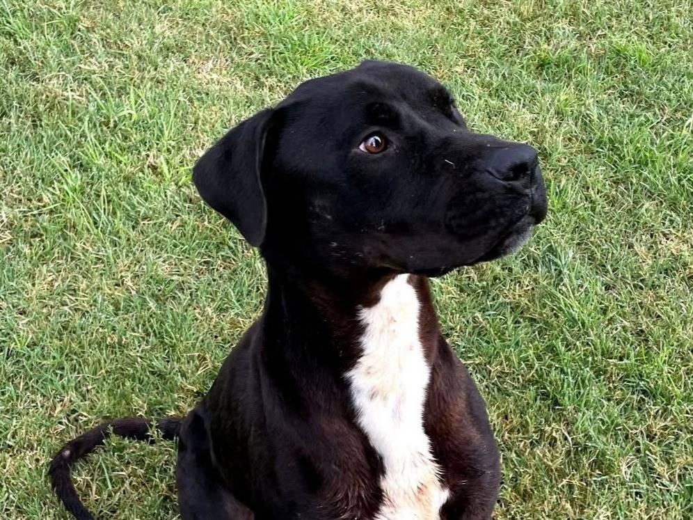 Adozione cane, maschio, Razza sconosciuta Razza sconosciuta, 3 anni e 9 mesi, taglia media, Latina