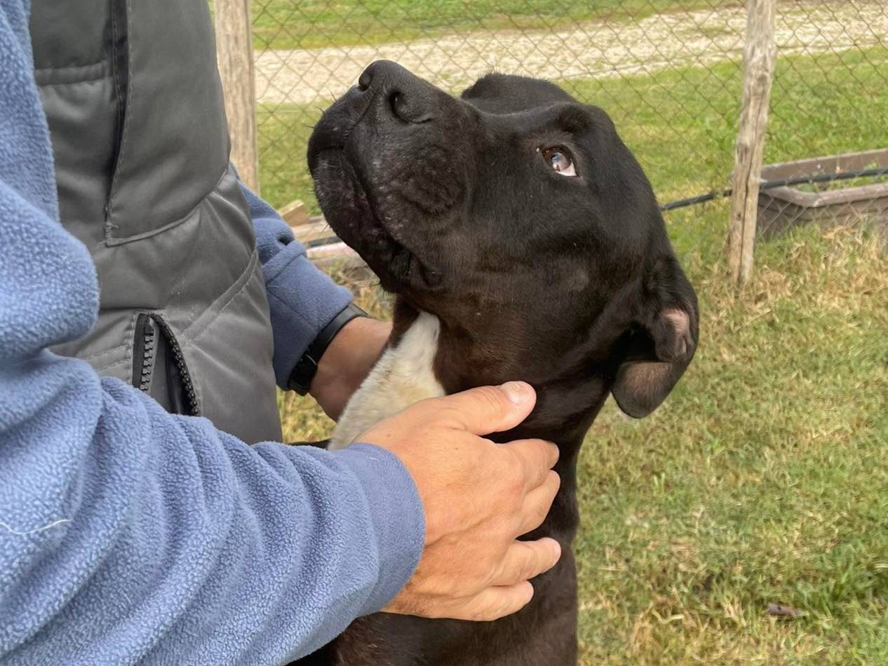 Adotta un cane, maschio, 3 anni e 9 mesi, Latina