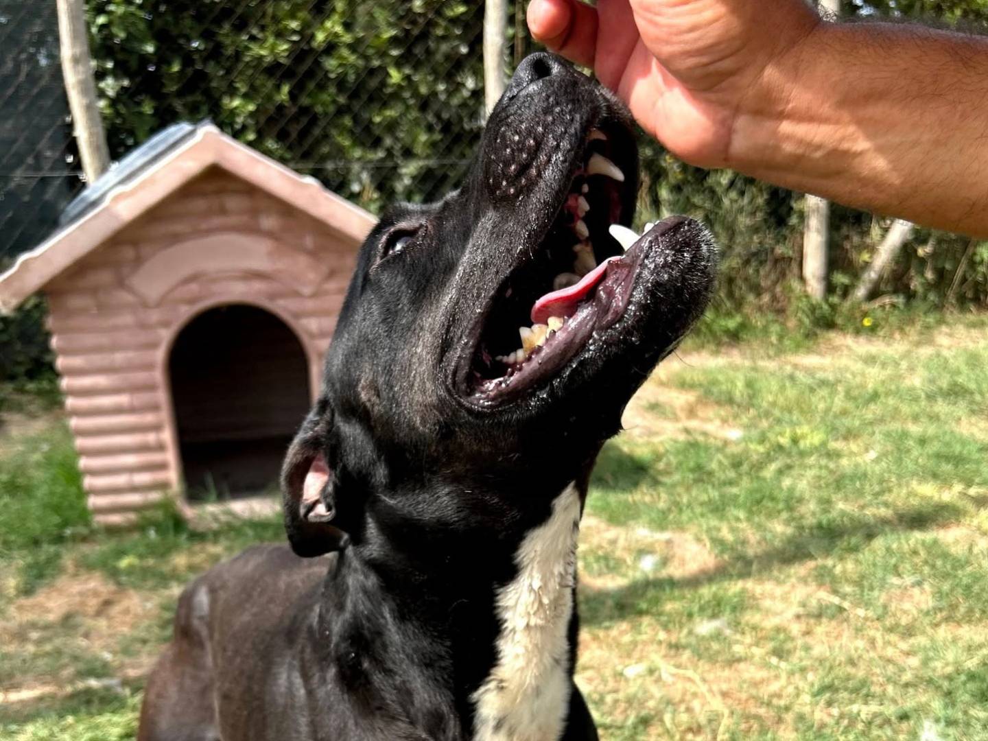 Adotta un cane, taglia media, maschio, Latina