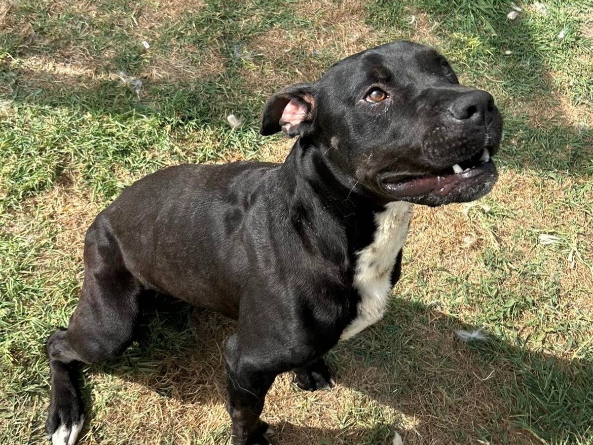Vuoi adottare un cane a Latina?