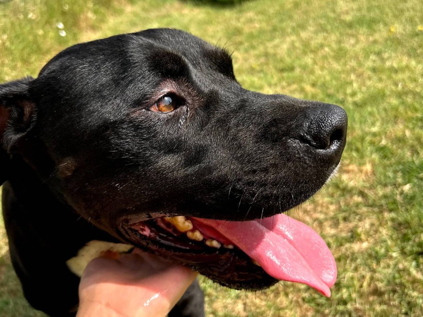 Adotta il cane King a Latina