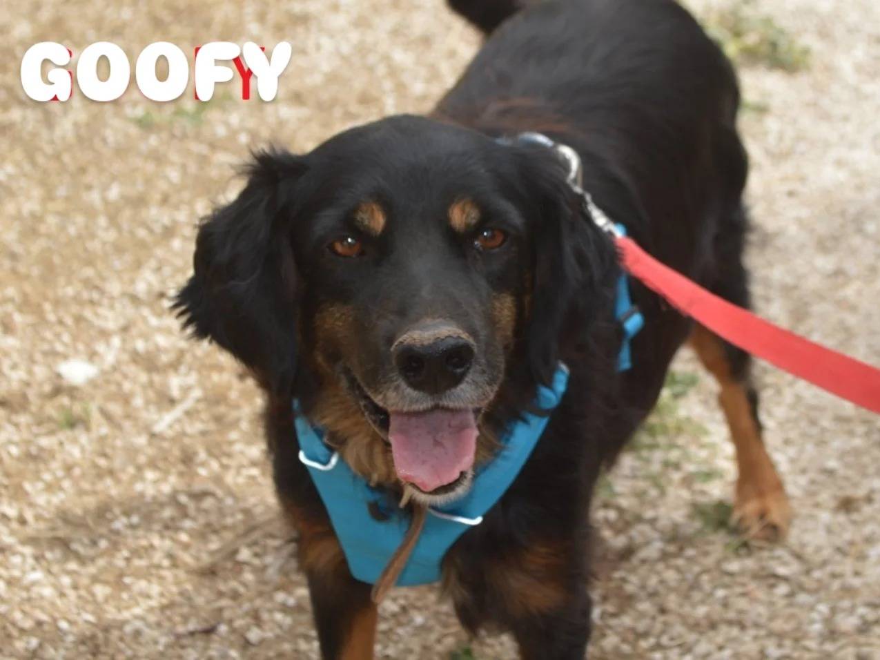 Vuoi adottare un cane a Lecce?