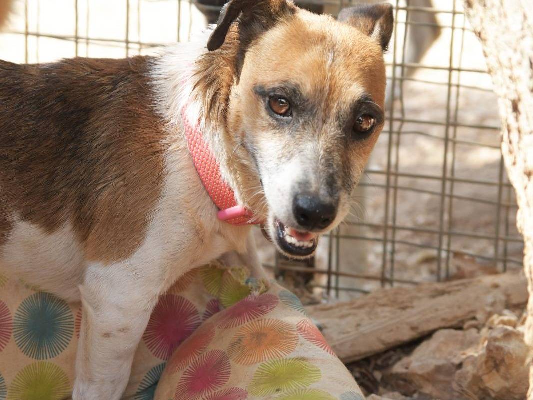 Vuoi adottare un cane a Lecce?