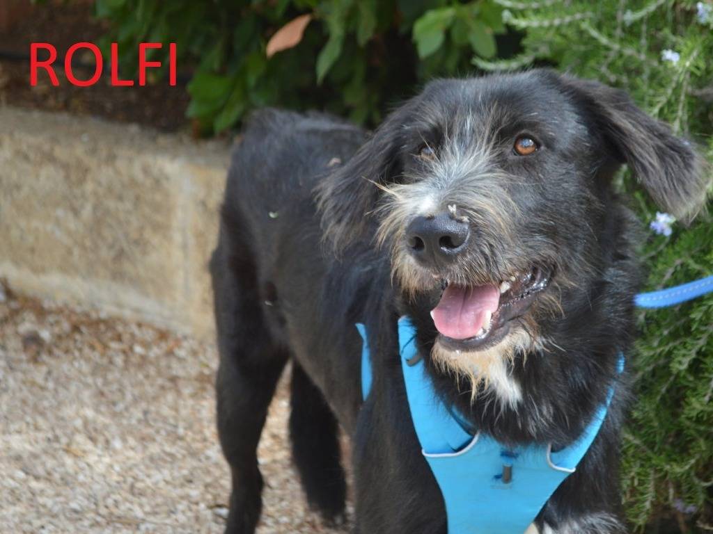 Adozione cane, maschio, Razza sconosciuta Razza sconosciuta, 1 anno e 5 mesi, taglia media, Lecce